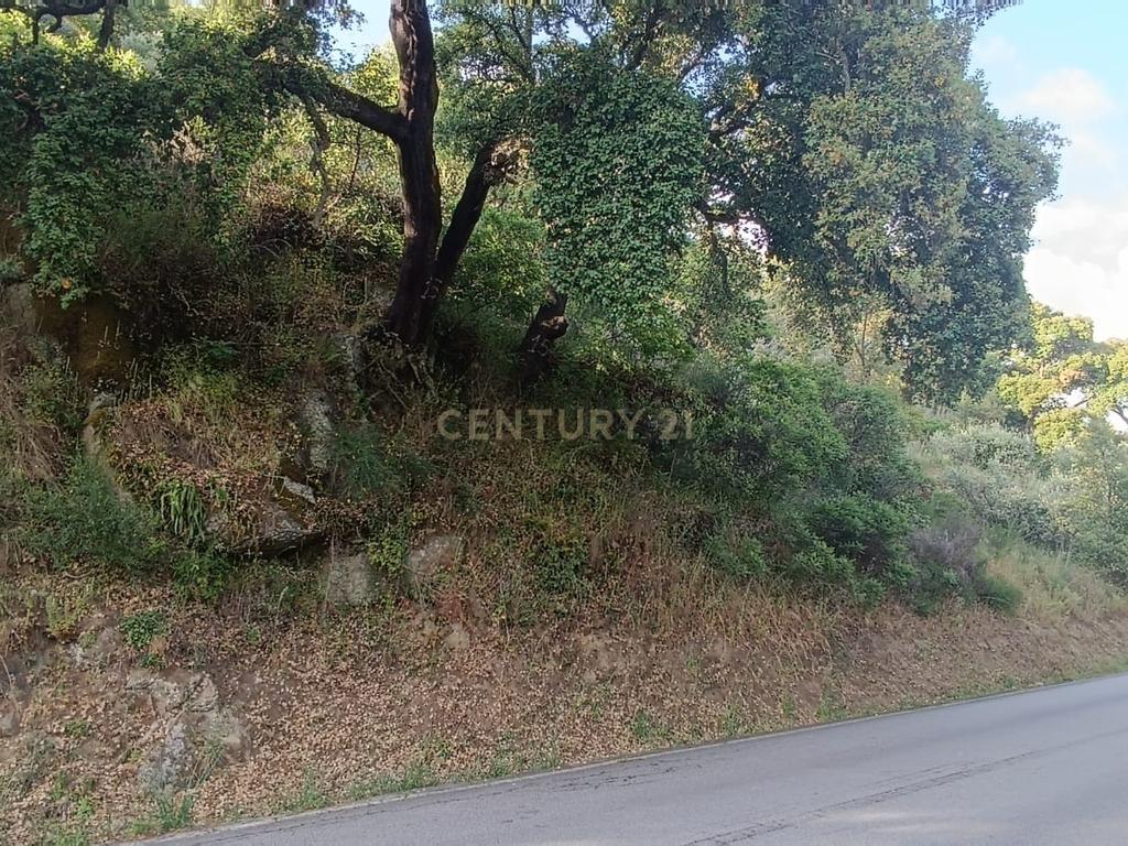 Terreno florestal com vista para a praia fluvial de Porto de Rei em Barqueiros, Mesão Frio às portas do Douro - Image 15