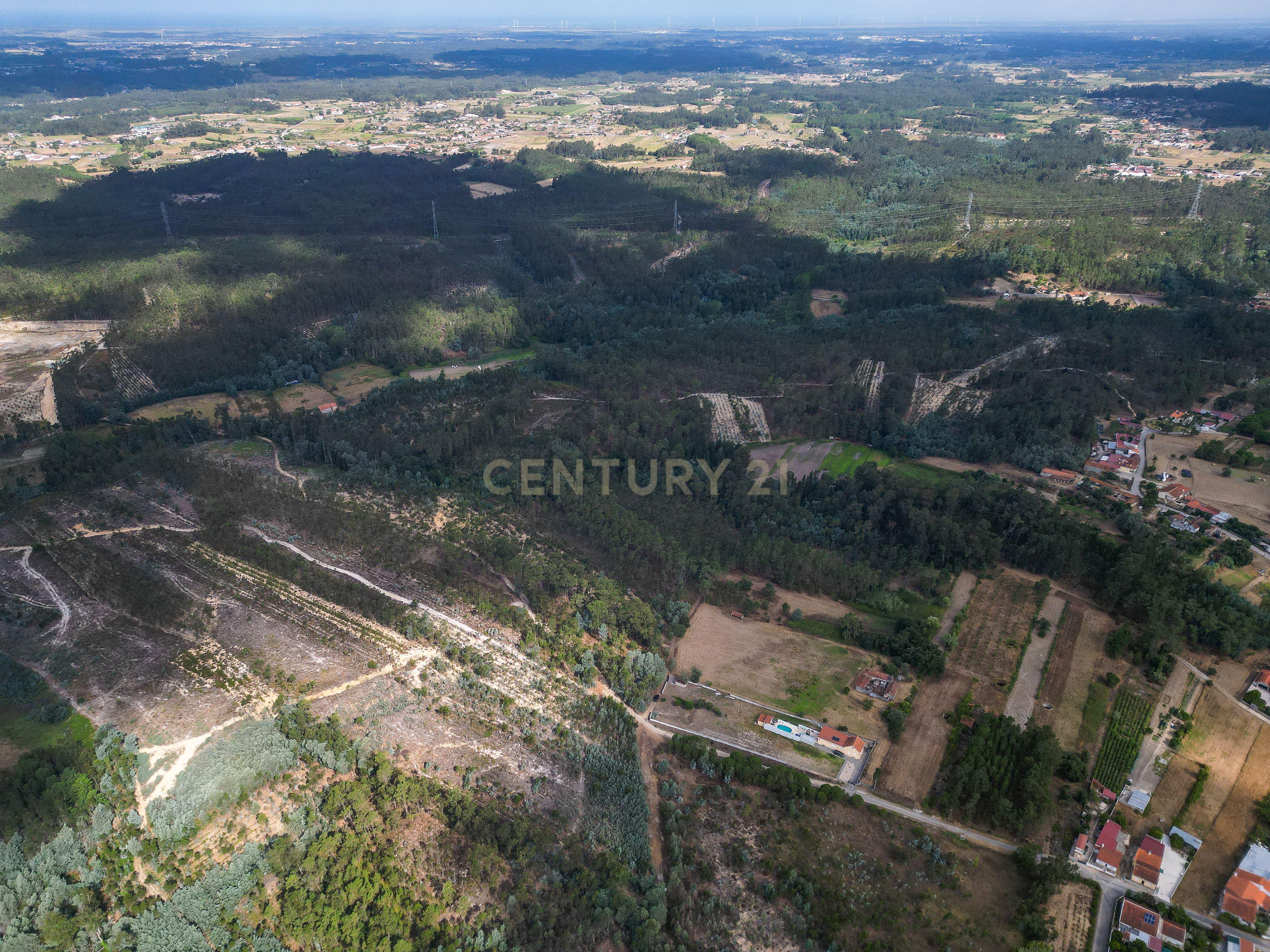Fotografia 4 de Pinhal com 1.425 m² em Brejal – Cabeça Alta, Seixo de Gatões, Montemor-o-Velho