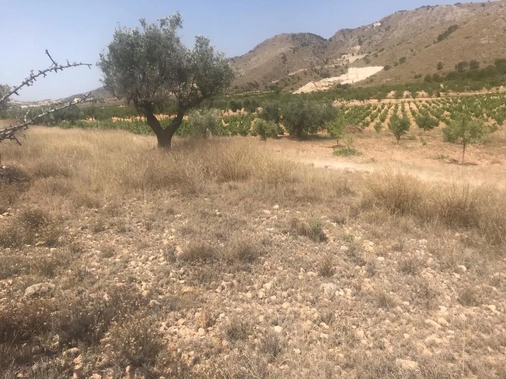 Terreno - Image 4