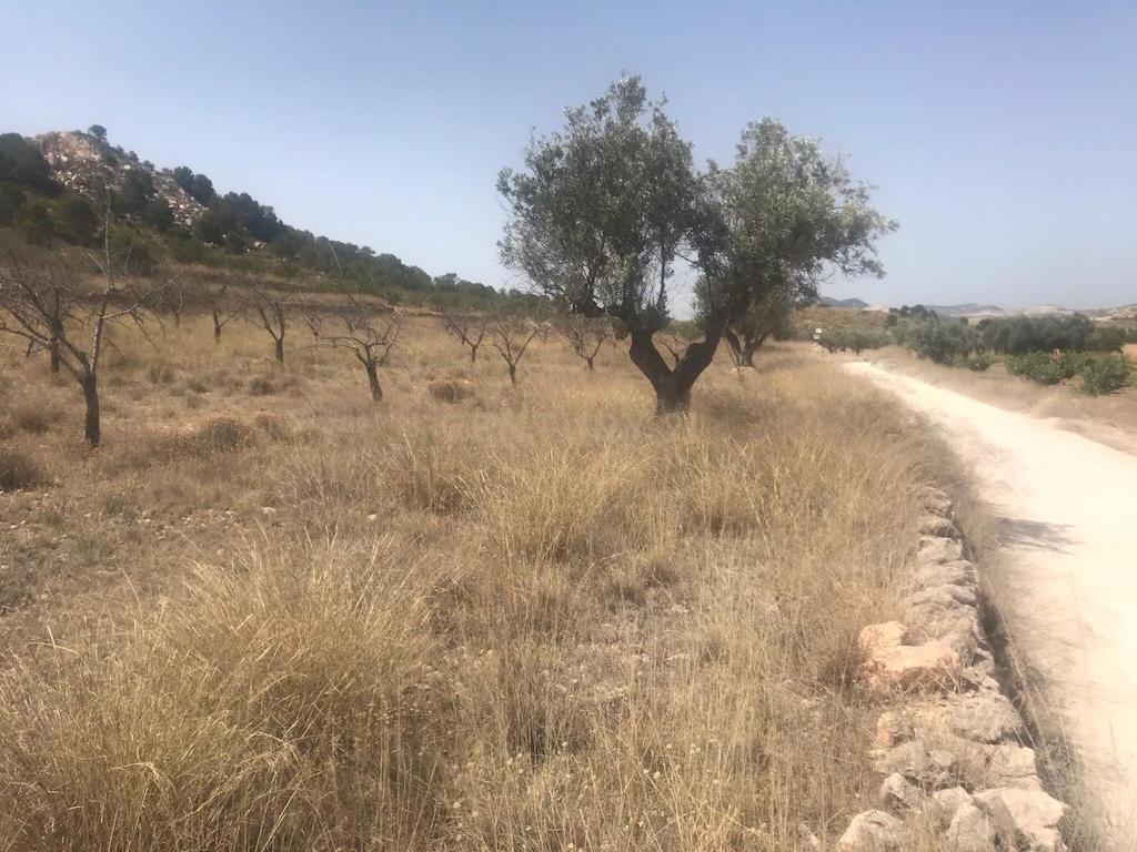 Terreno - Image 5