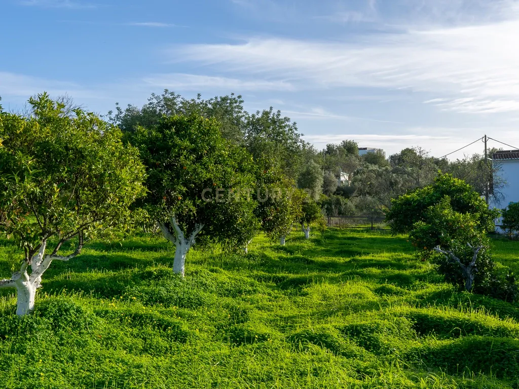 Quinta dos Netos em Santa Catarina da Fonte do Bispo - Image 44