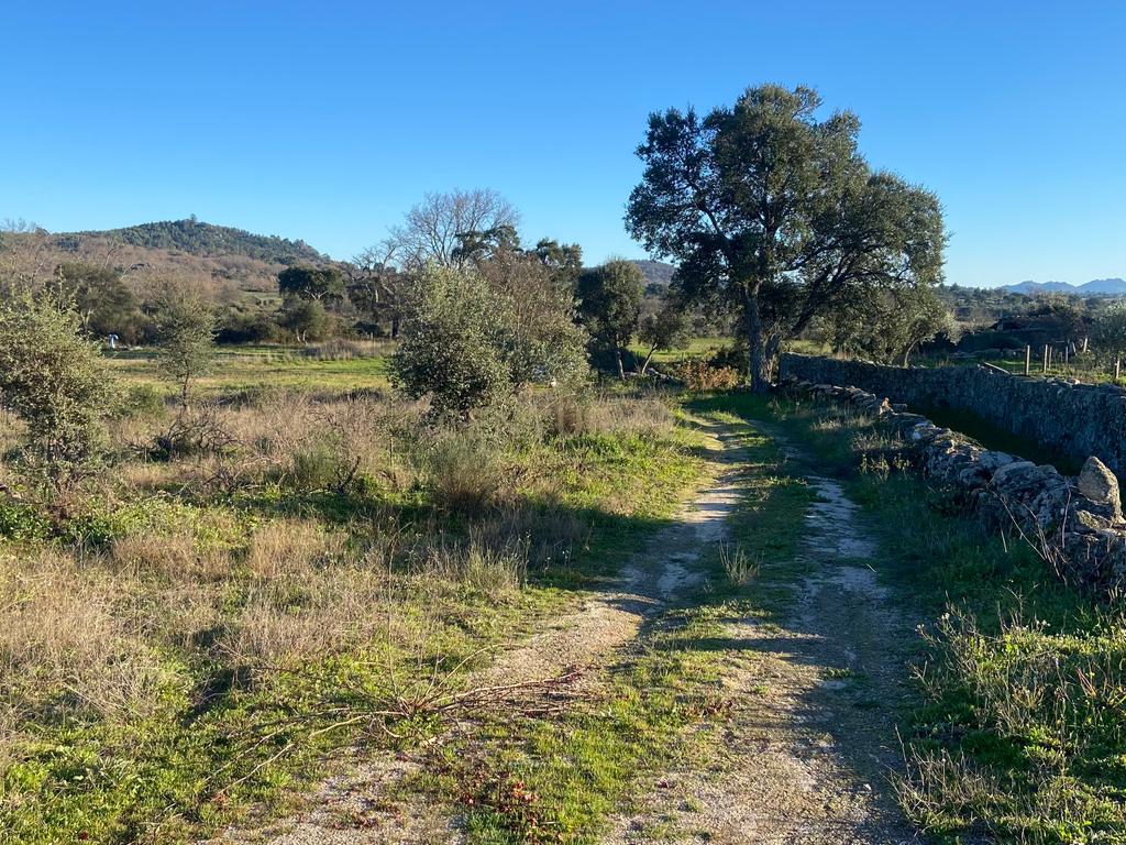 Magnífico terreno rústico com 1,9 hectares - Penamacor - Image 13