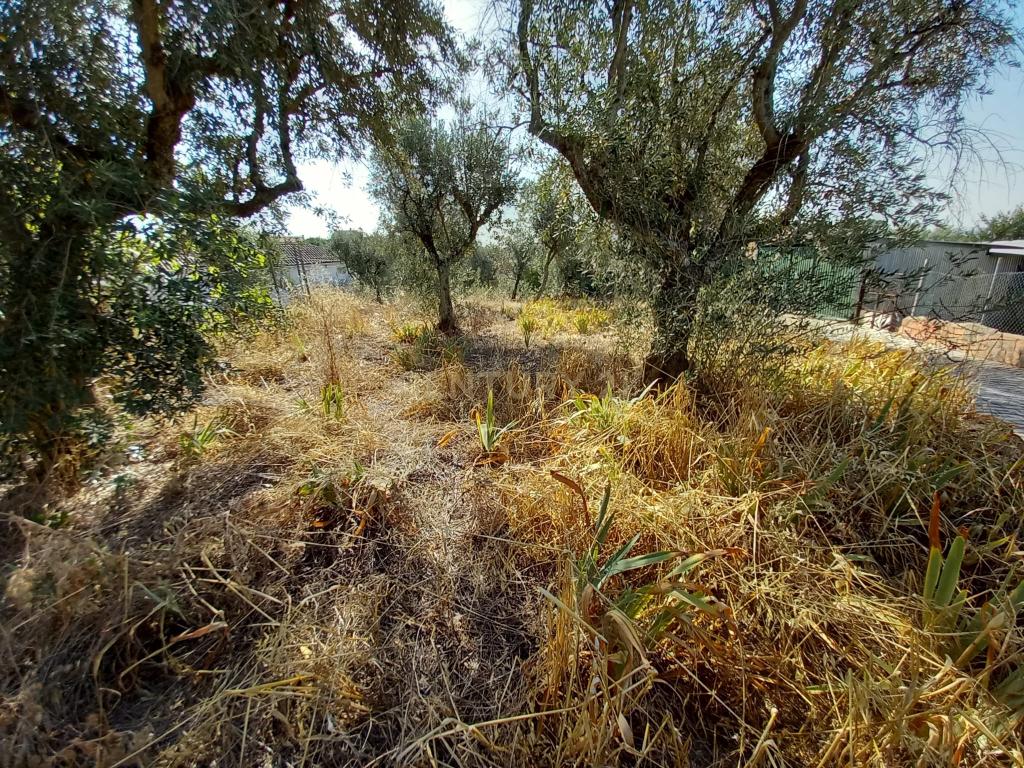 Terreno com 1100m2, Sobral do Campo - Image 6