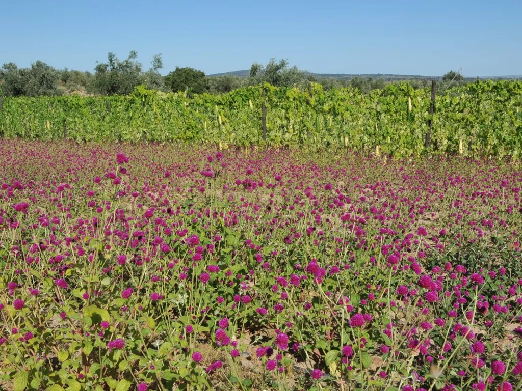 Oportunidade Única: Quinta de 16 Hectares com produção de plantas aromáticas, 2 Ha de rosas DAMASCENA, destilação de óleos essenciais e actividade e-commerce - Image 19