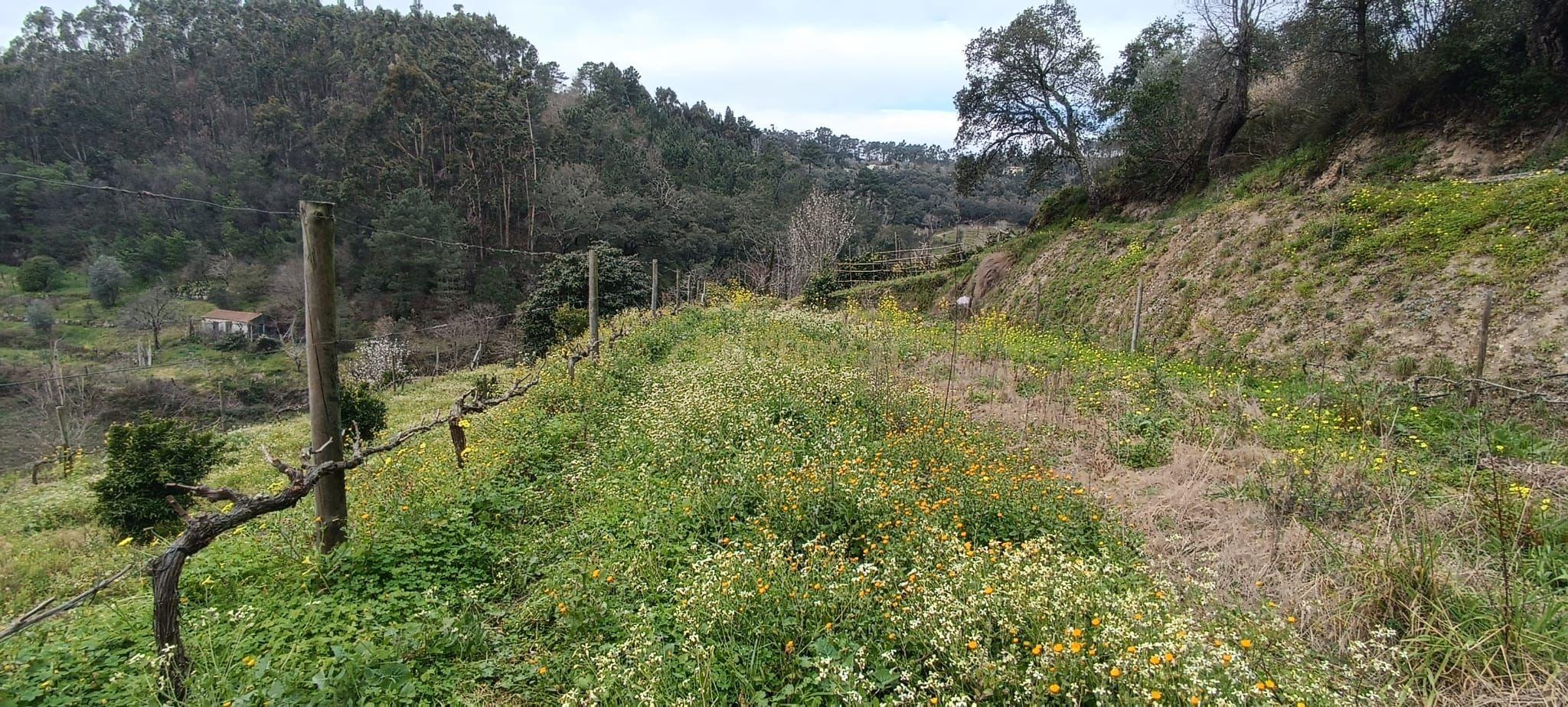 Terreno agrícola com àgua e viabilidade de construção em Granja, S. Tomé de Covelas, Baião, perto do do rio Douro, Porto - Image 31