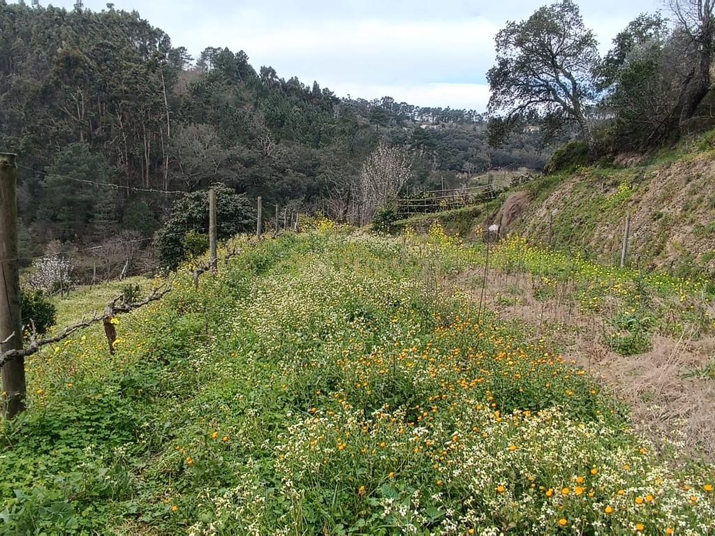Casa com terreno de construção e agrícola perto do rio Douro em Granja, S. Tomé de Covelas, Baião, Porto - Image 35