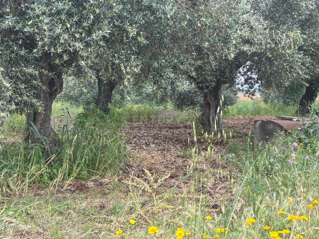 Terreno para apartamentos ou moradias em Riachos - Image 5