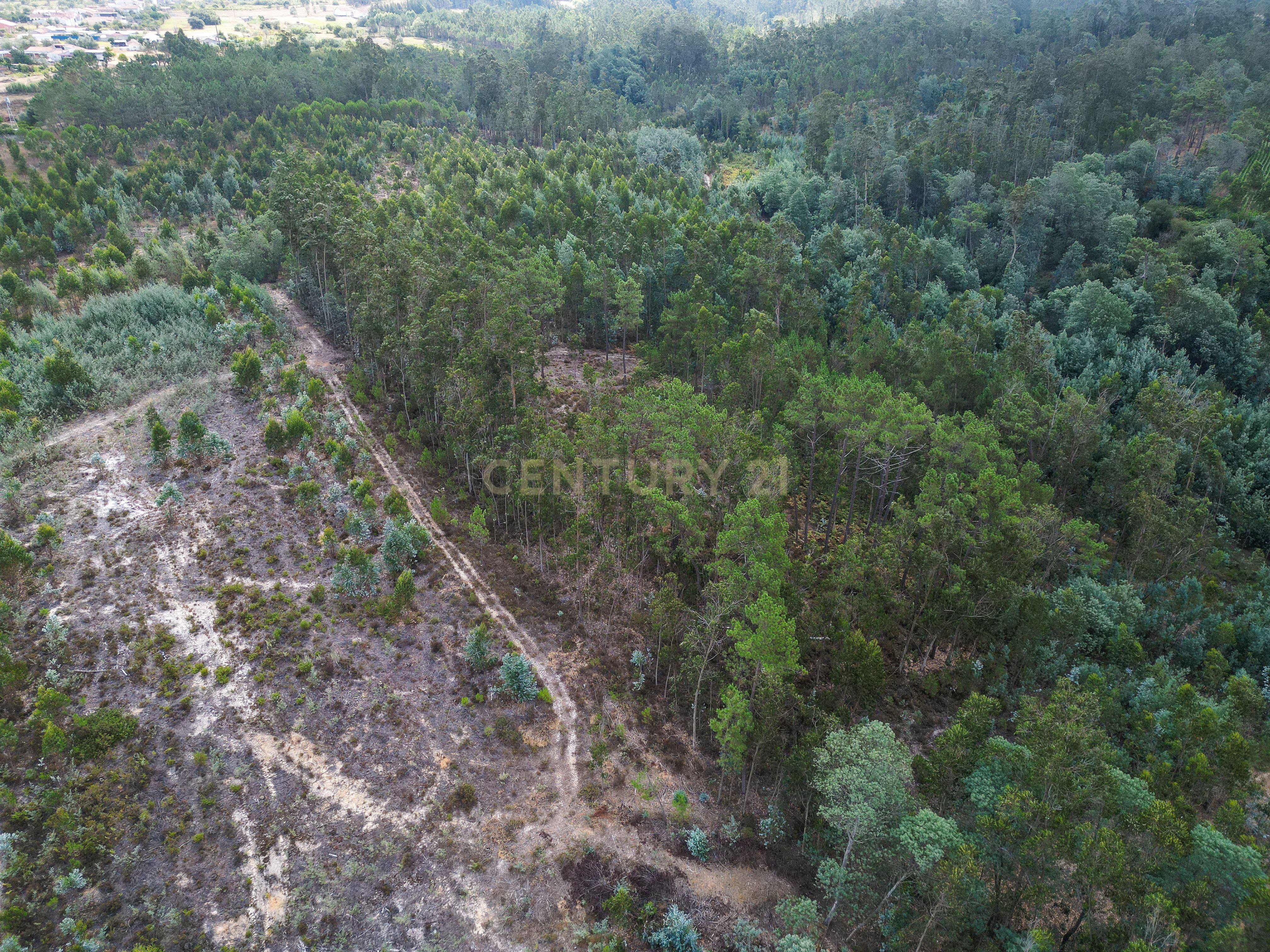 Fotografia 2 de Pinhal com cerca de 720 m² em Canazieira – Cabeça Alta, Montemor-o-Velho