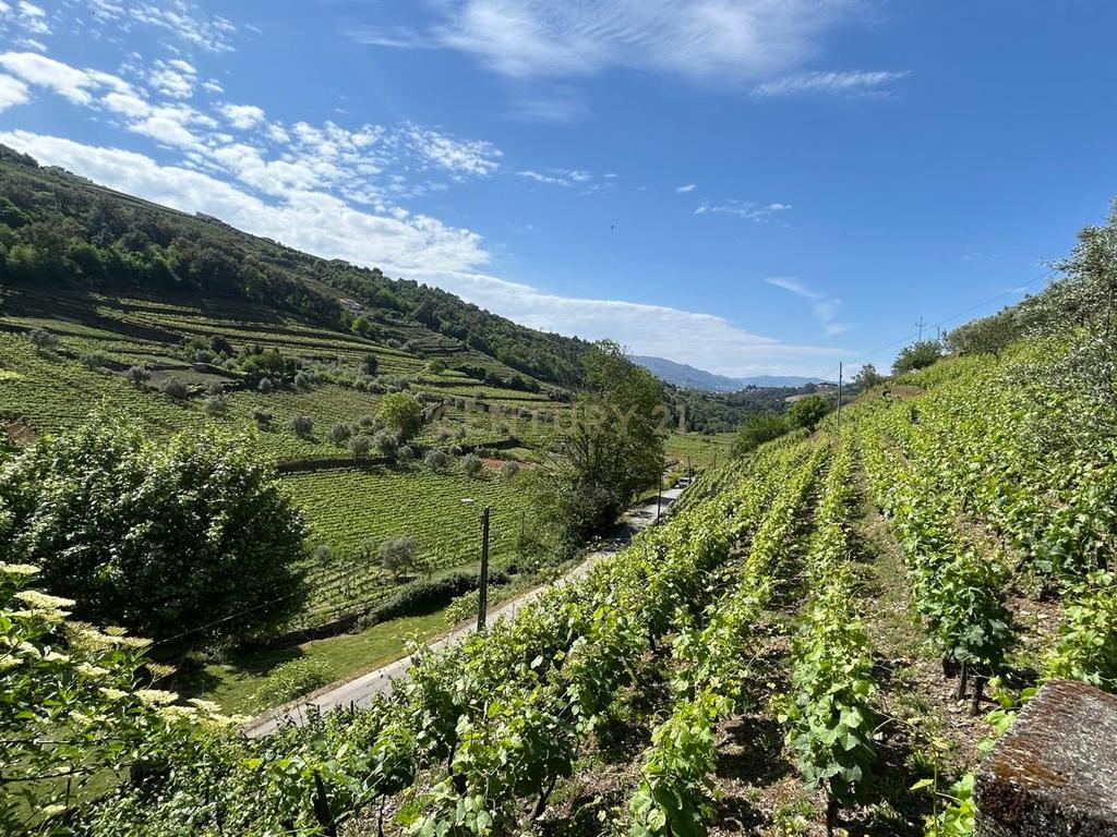 Douro Vinhateiro - Terreno com projeto arquitetura aprovado - Image 12