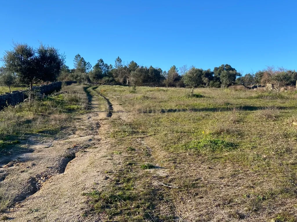 Magnífico terreno rústico com 1,9 hectares - Penamacor - Image 14