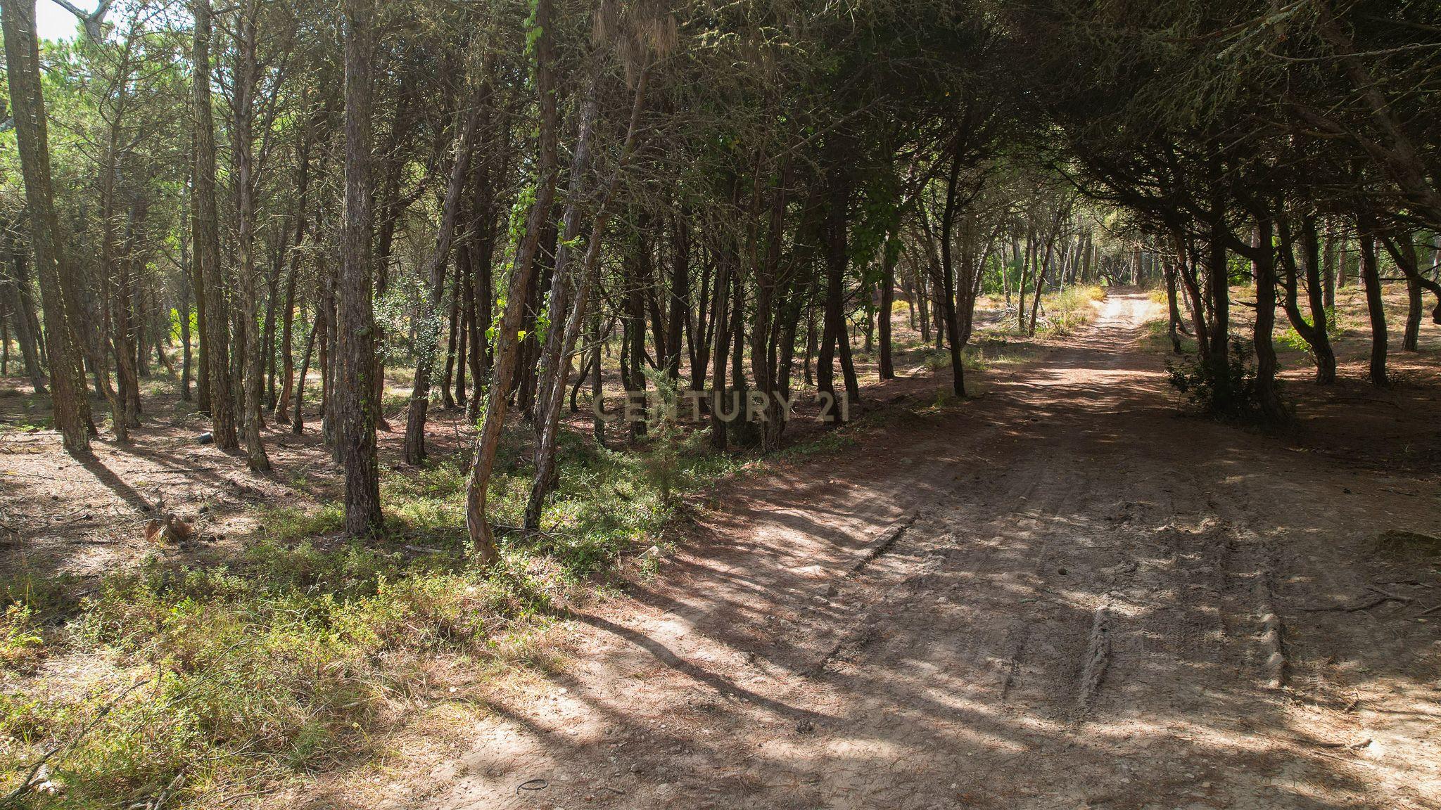 Fotografia 3 de Terreno rústico de pinheiros perto das praia de Sintra