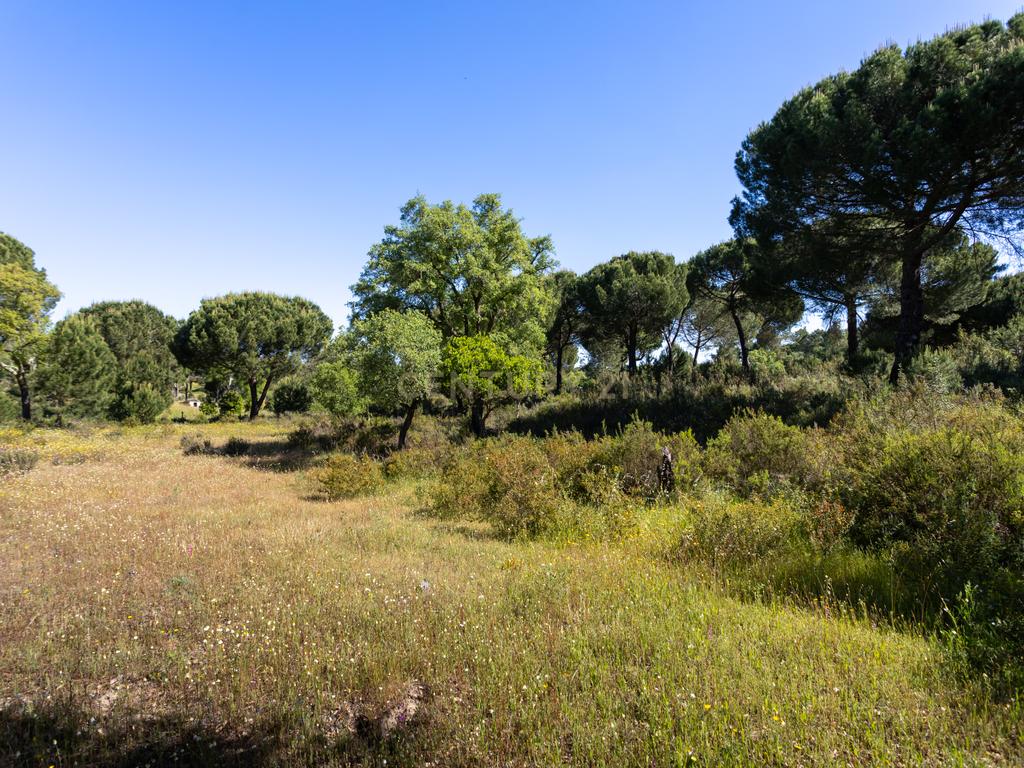 Quinta a 1 hora de Lisboa - Cortiçadas de Lavre - Próximo novo Aeroporto!!! - Image 118