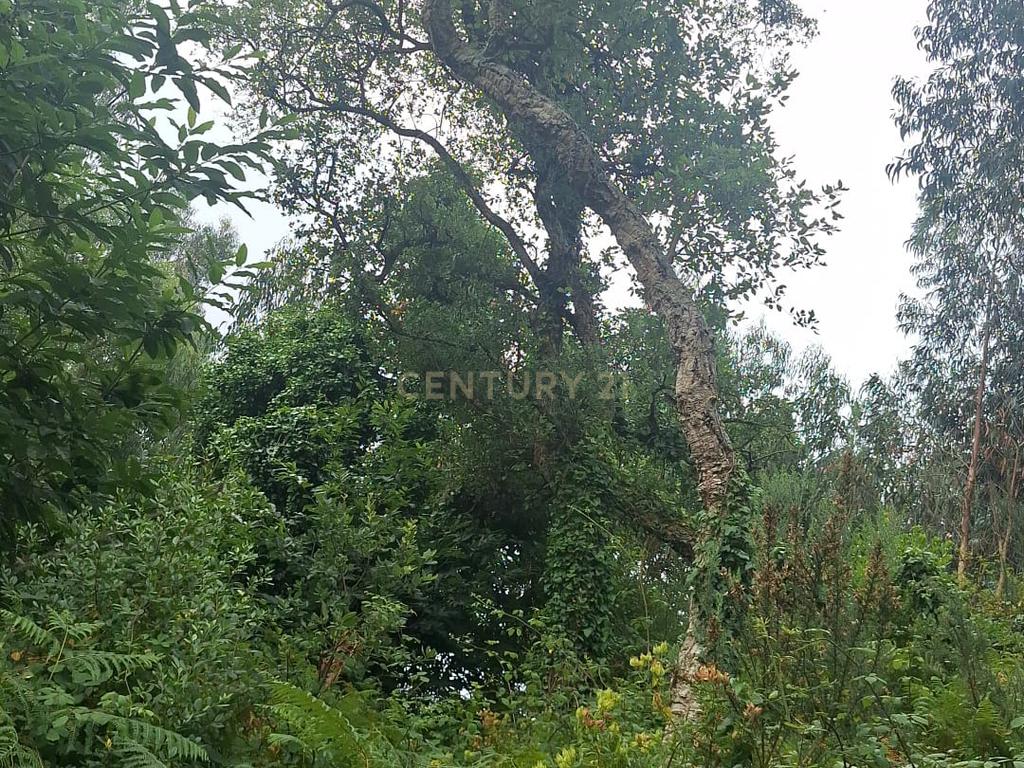 Terreno entre Caldas da Rainha e Benedita e próximo da freguesia de Santa Catarina - Image 15
