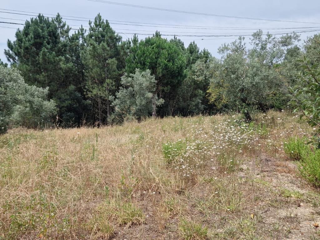 Terreno com 2020m2 para construção em Carnide - Image 22