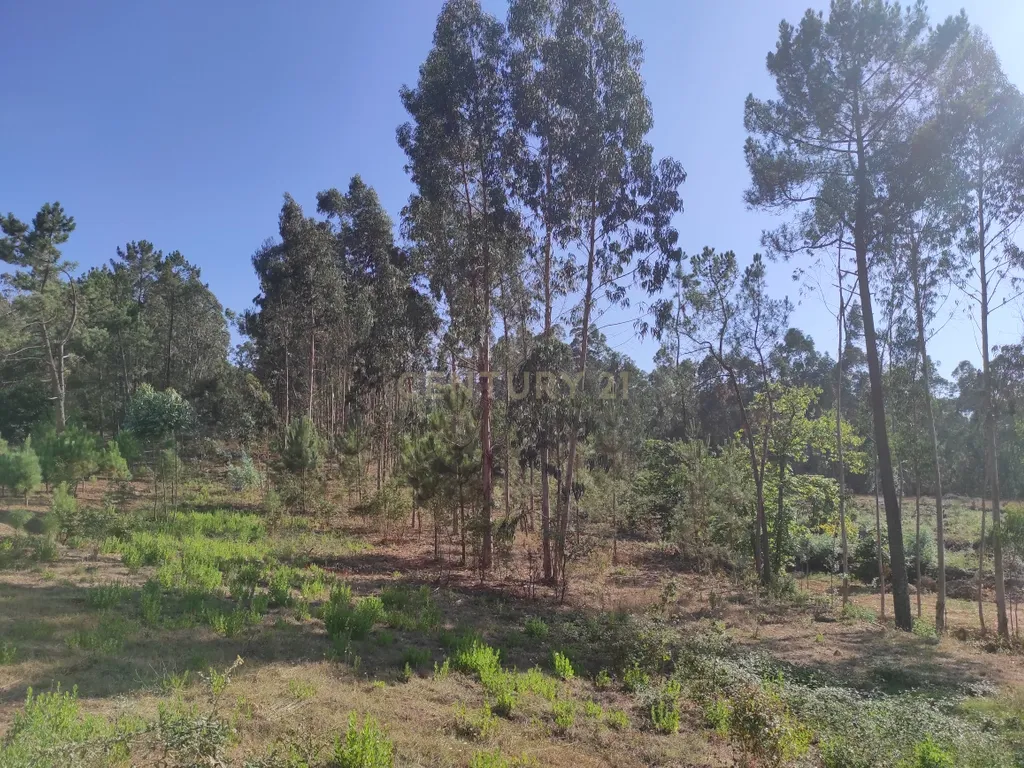 Longra I Caranguejeira I Leiria - Image 18