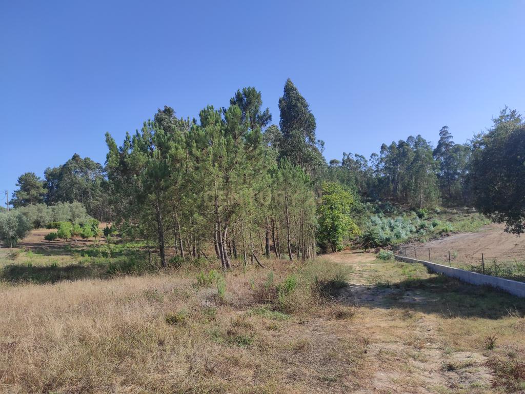 Longra I Caranguejeira I Leiria - Image 7