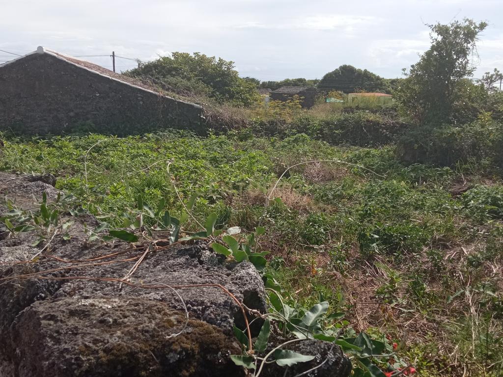 Ruína para reabilitação com quintal e 1 pasto na ilha Graciosa - Image 6