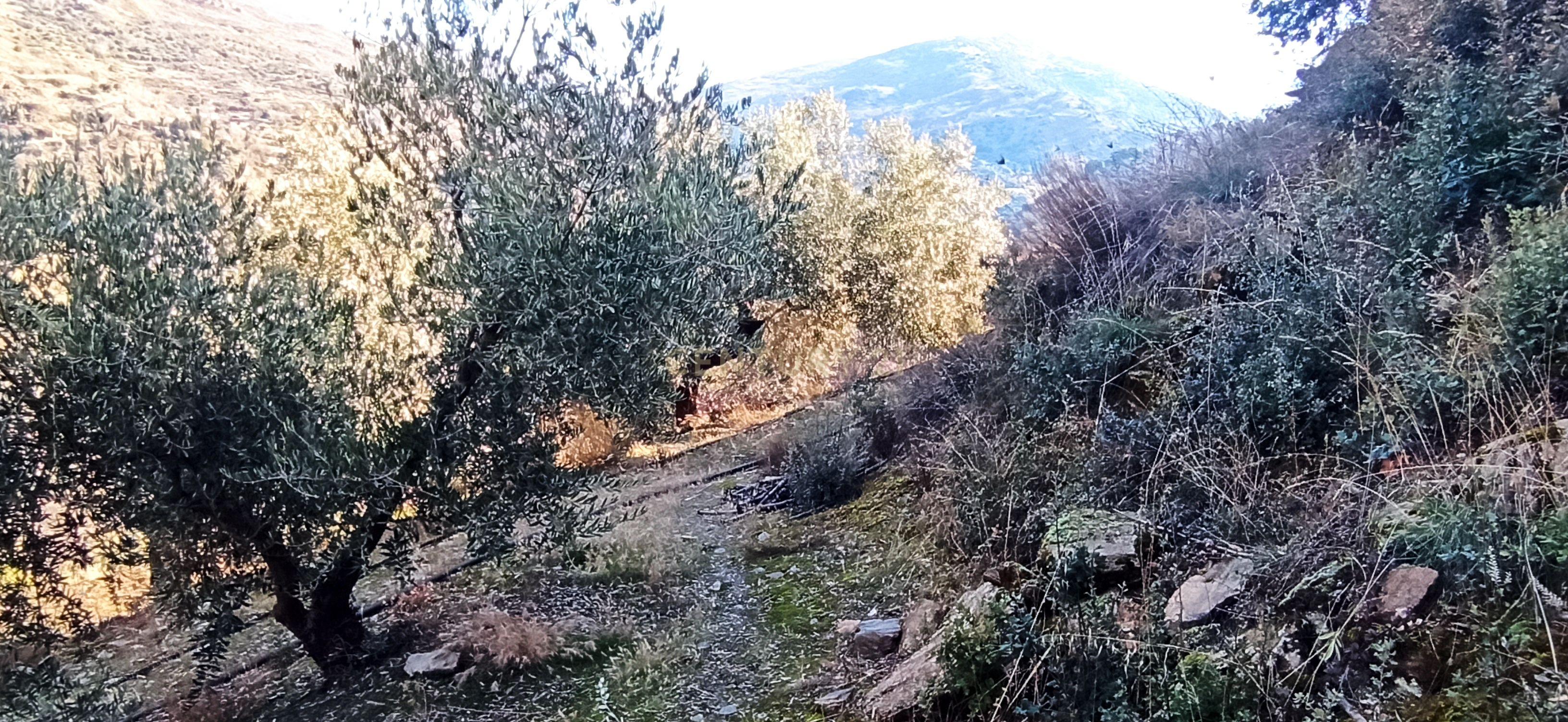 undefined - Image 5