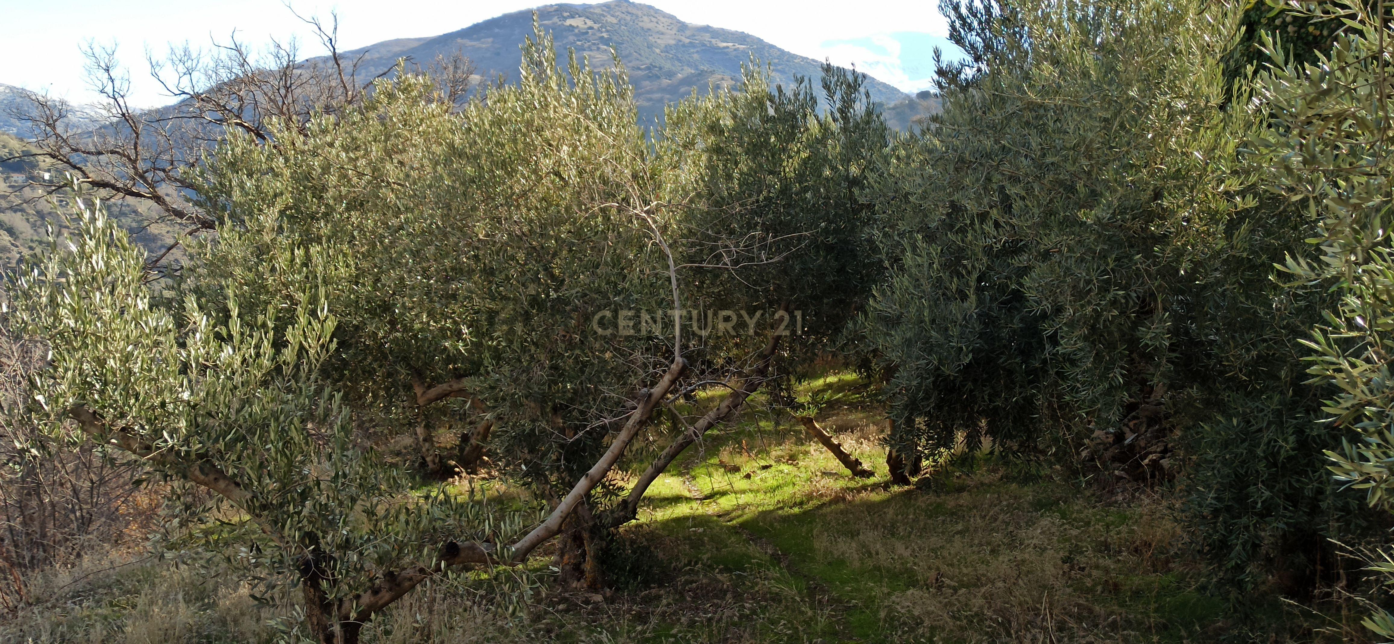 undefined - Image 9