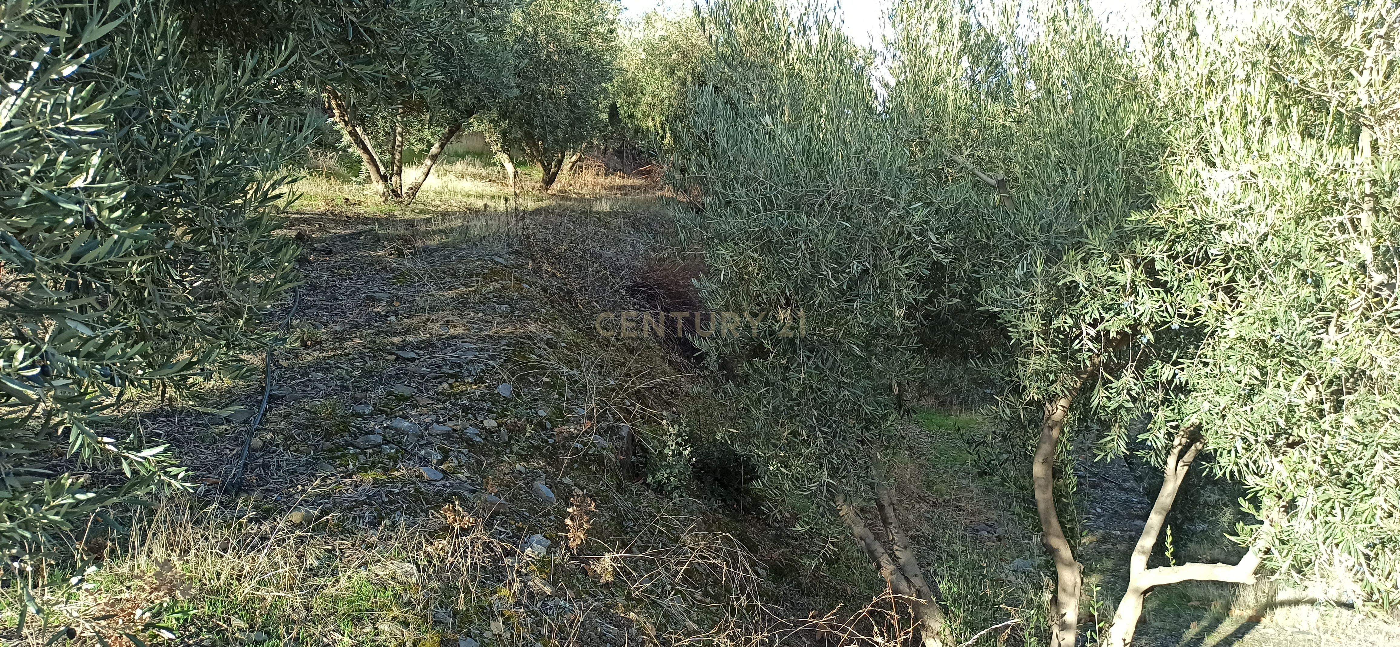 undefined - Image 6