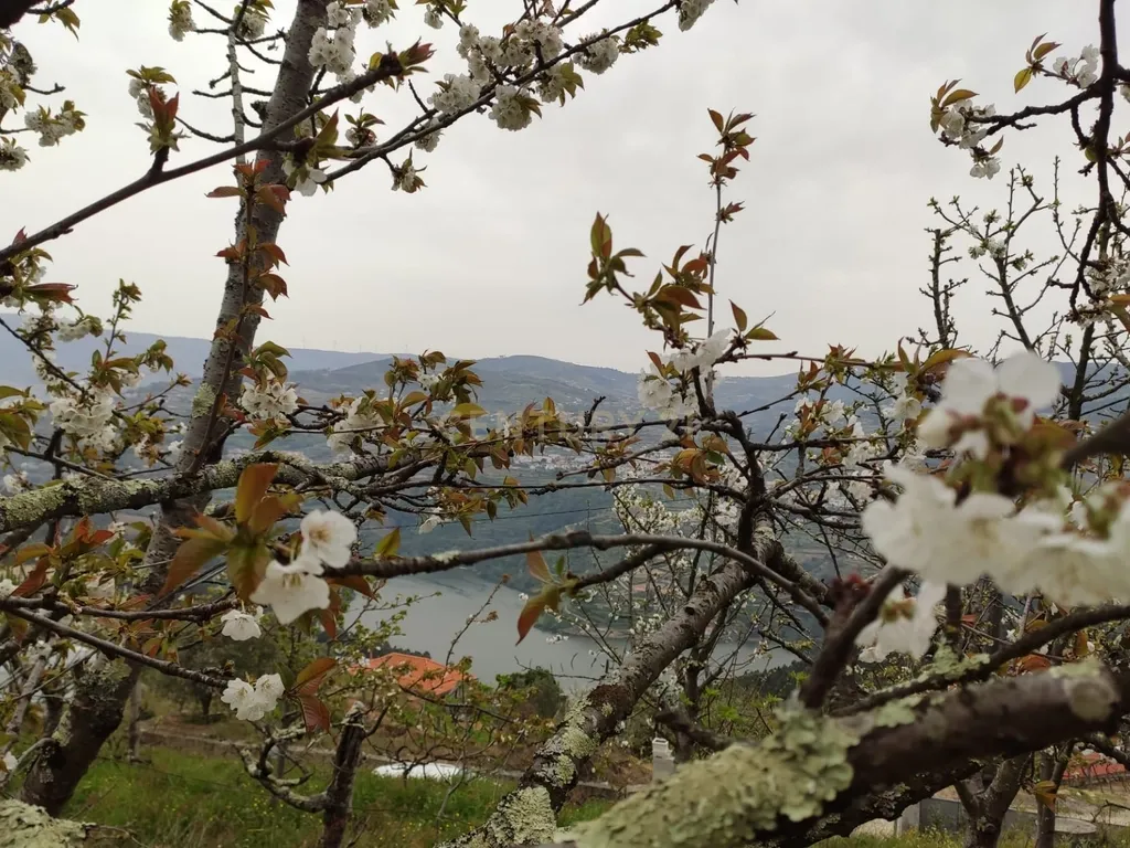 Terreno com casinha e vista para o rio Douro, em S. Tomé de Covelas, Baião para projeto agrícola - Image 17