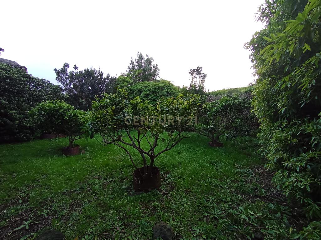 Fantástica quinta com área total de 2541m2, ilha Graciosa - Image 10