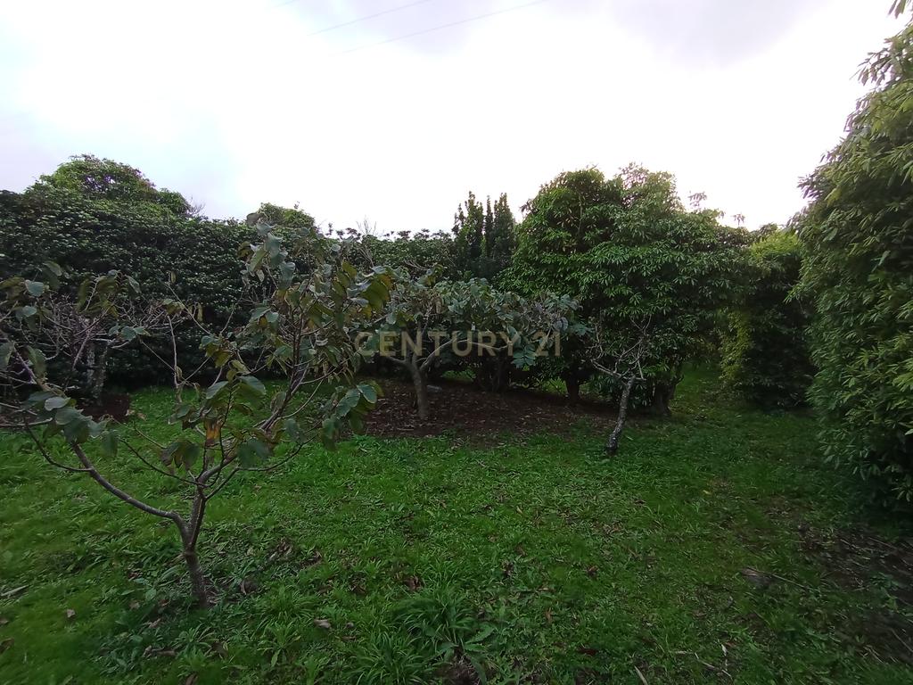 Fantástica quinta com área total de 2541m2, ilha Graciosa - Image 8