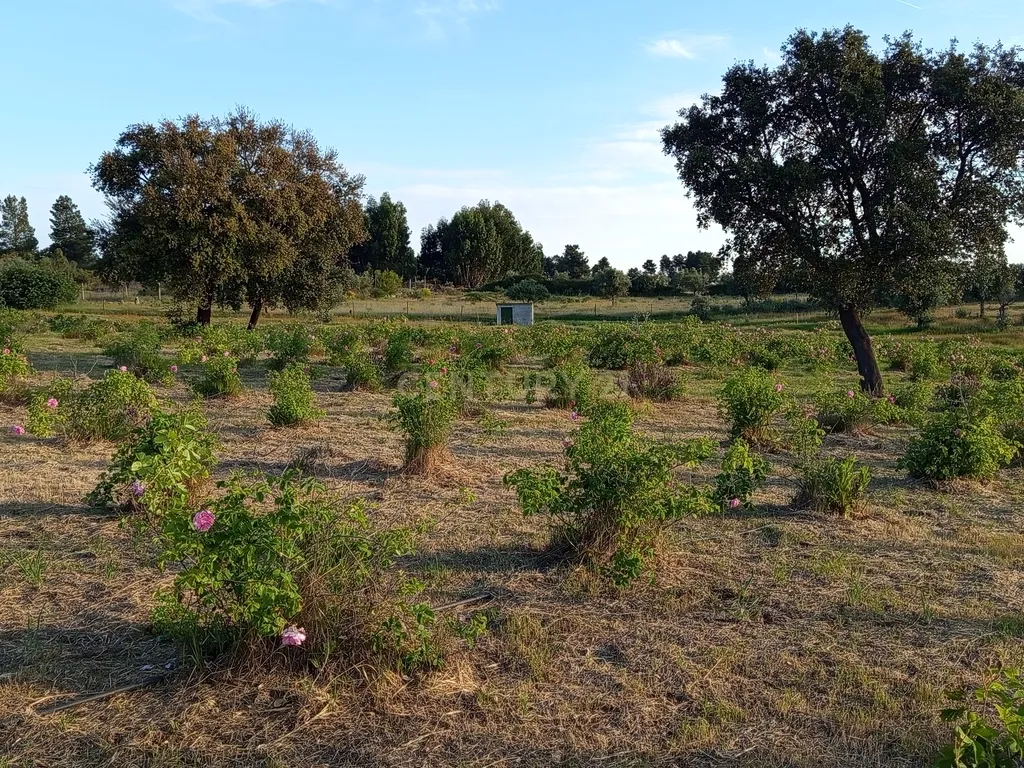 Oportunidade Única: Quinta de 16 Hectares com produção de plantas aromáticas, 2 Ha de rosas DAMASCENA, destilação de óleos essenciais e actividade e-commerce - Image 31