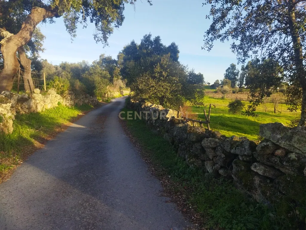 Terreno Rustico, Lousa, Castelo Branco - Image 7