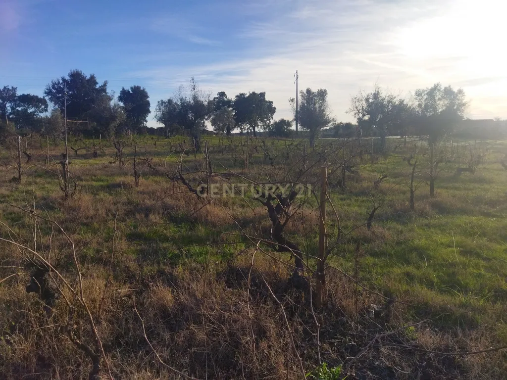 Terreno Rustico, Lousa, Castelo Branco - Image 9