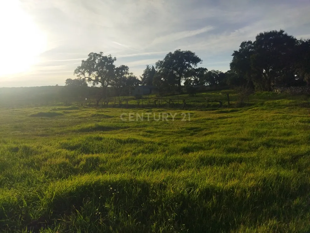 Terreno Rustico, Lousa, Castelo Branco - Image 5