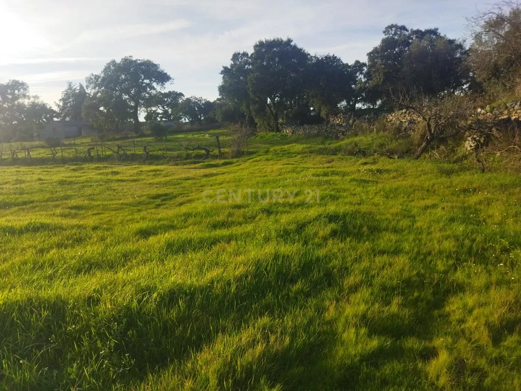 Terreno Rustico, Lousa, Castelo Branco - Image 4