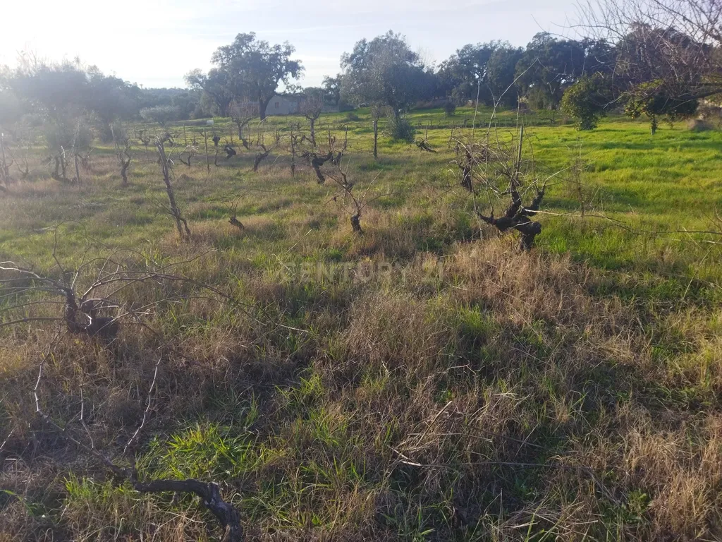 Terreno Rustico, Lousa, Castelo Branco - Image 10