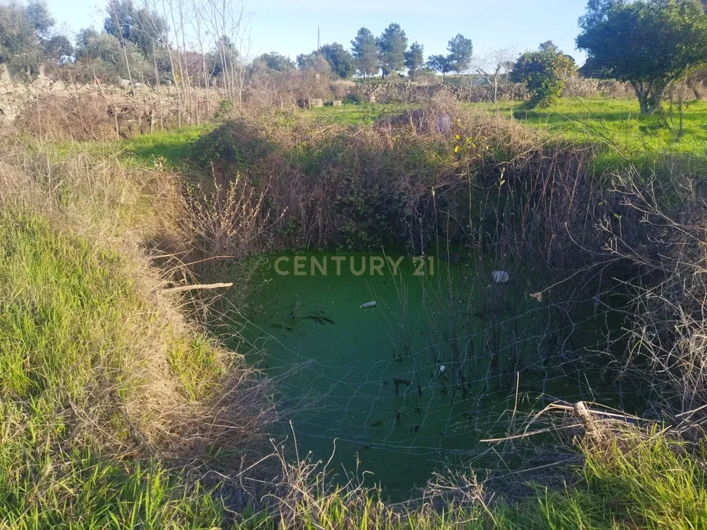 Terreno Rustico, Lousa, Castelo Branco - Image 8