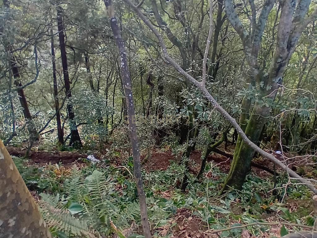 Terreno Rústico de 2860m² nos Fenais da Ajuda – Oportunidade de Investimento na Natureza - Image 4