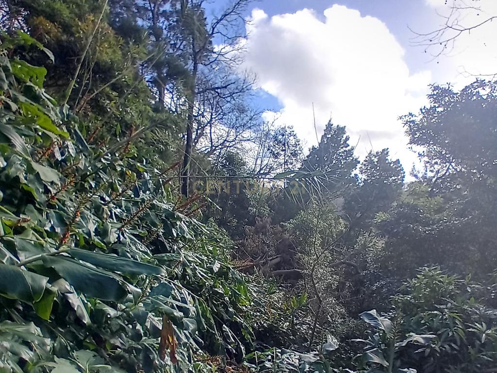 Terreno Rústico de 2860m² nos Fenais da Ajuda – Oportunidade de Investimento na Natureza - Image 1