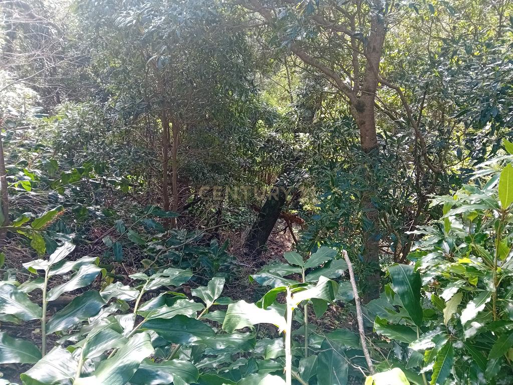 Terreno Rústico de 2860m² nos Fenais da Ajuda – Oportunidade de Investimento na Natureza - Image 7