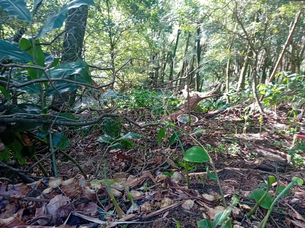 Terreno Rústico de 2860m² nos Fenais da Ajuda – Oportunidade de Investimento na Natureza - Image 8