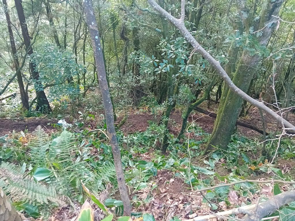 Terreno Rústico de 2860m² nos Fenais da Ajuda – Oportunidade de Investimento na Natureza - Image 5