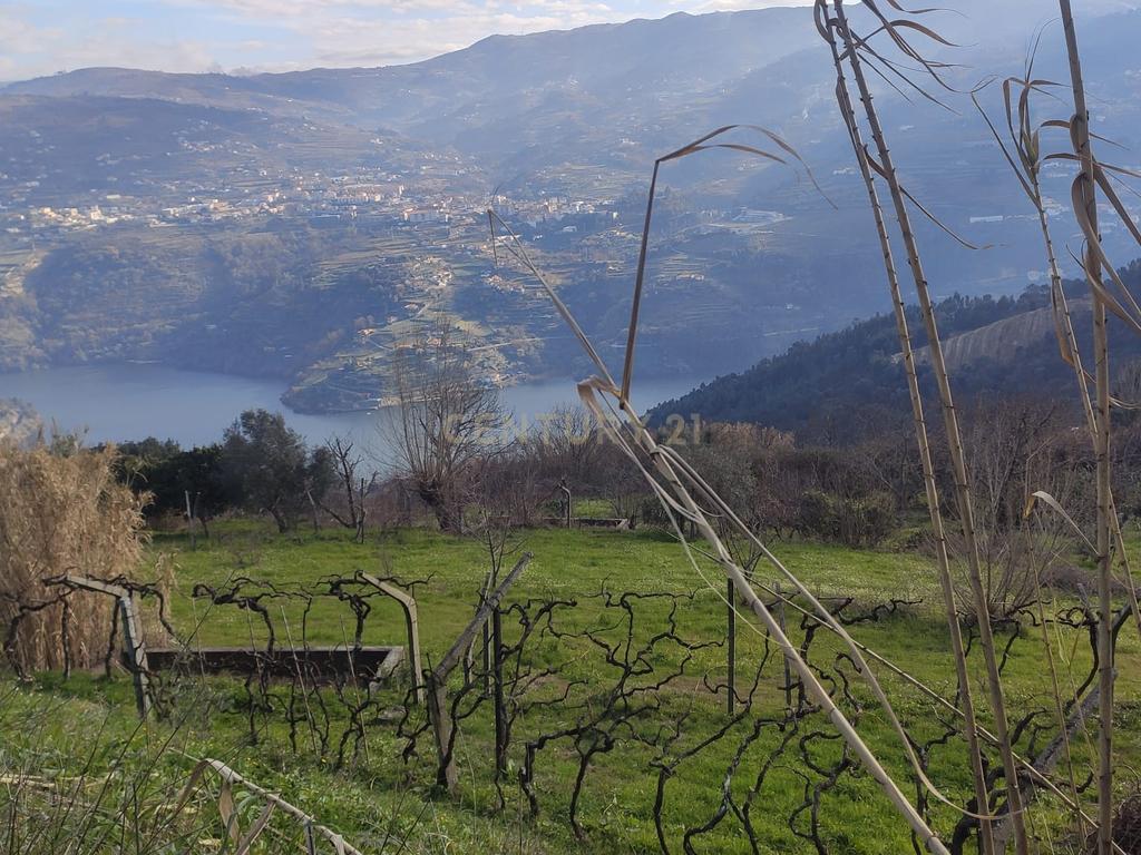 Terreno com casinha e vista para o rio Douro, em S. Tomé de Covelas, Baião para projeto agrícola - Image 74
