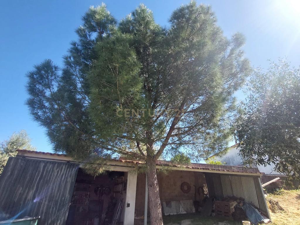 Terreno em Alcafozes, Idanha a Nova com Vista e Árvores de Fruto - Image 10