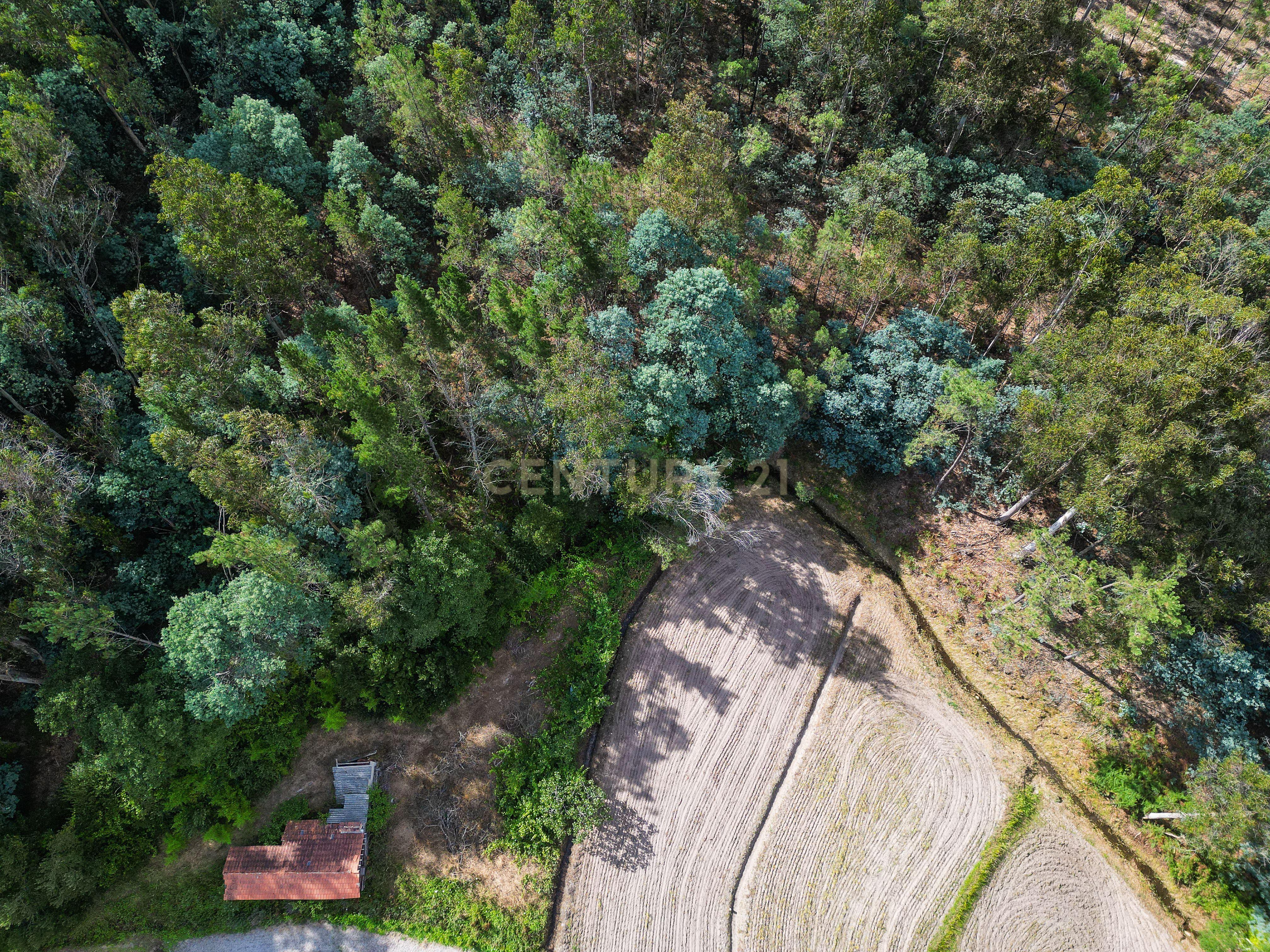 Fotografia 9 de Pinhal com cerca de 720 m² em Canazieira – Cabeça Alta, Montemor-o-Velho