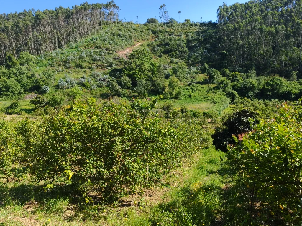 Terreno com Limoeiros | Próximo da Aldeia | Chanca - Mafra - Image 4