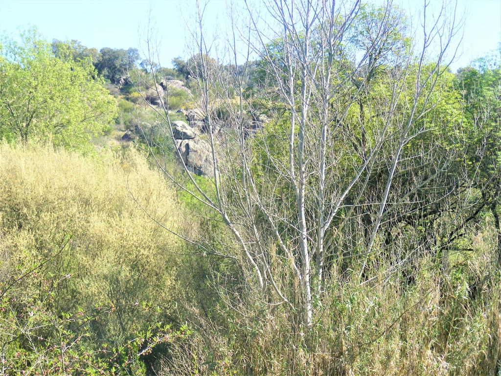 Quinta Típica Alentejana, Licença de Turismo Rural, Arrendamento, Arraiolos - Image 40