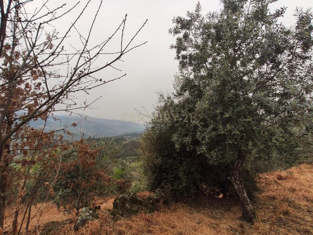 Terreno com casinha e vista para o rio Douro, em S. Tomé de Covelas, Baião para projeto agrícola - Image 43