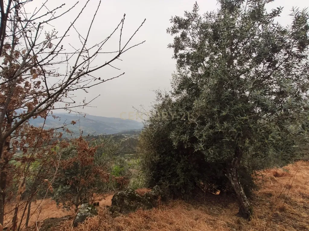 Terreno com casinha e vista para o rio Douro, em S. Tomé de Covelas, Baião para projeto agrícola - Image 43
