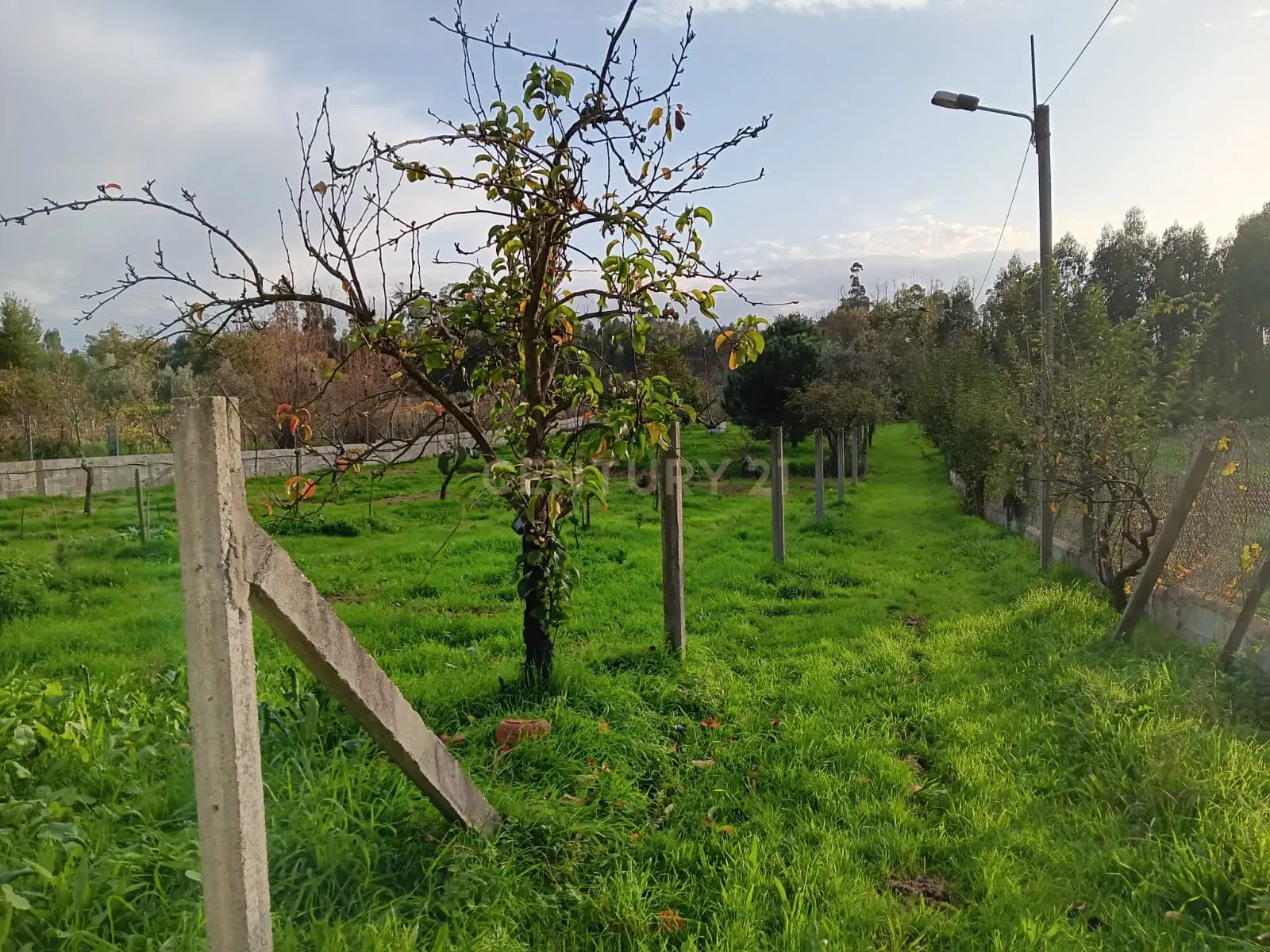 Quinta em Ribeira, Campo de Besteiros, Tondela. - Image 26