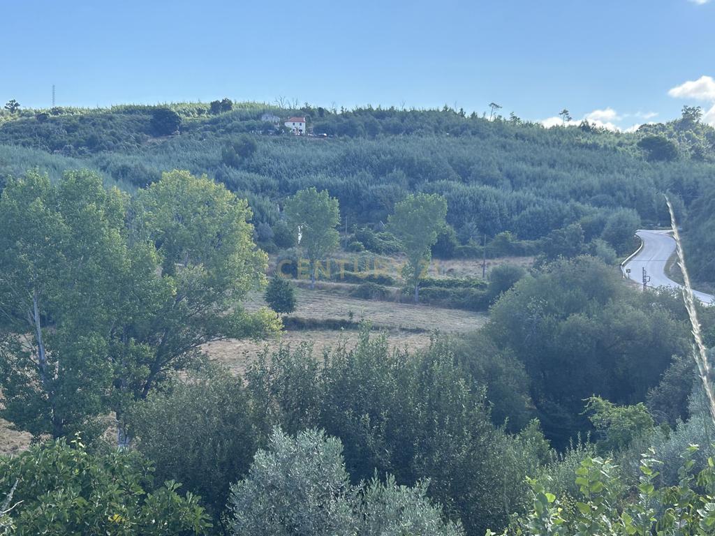 Quinta com Ruína - Oportunidade de Negócio - Image 9