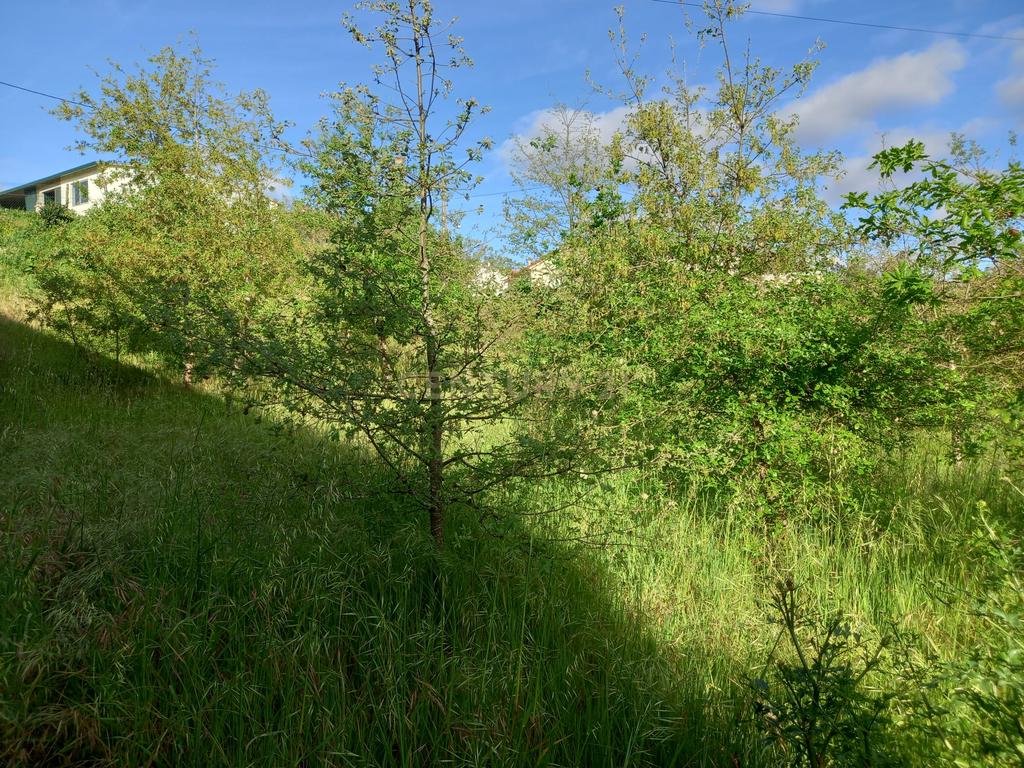 Terreno com 800 m2 em Barbas Novas - Image 6