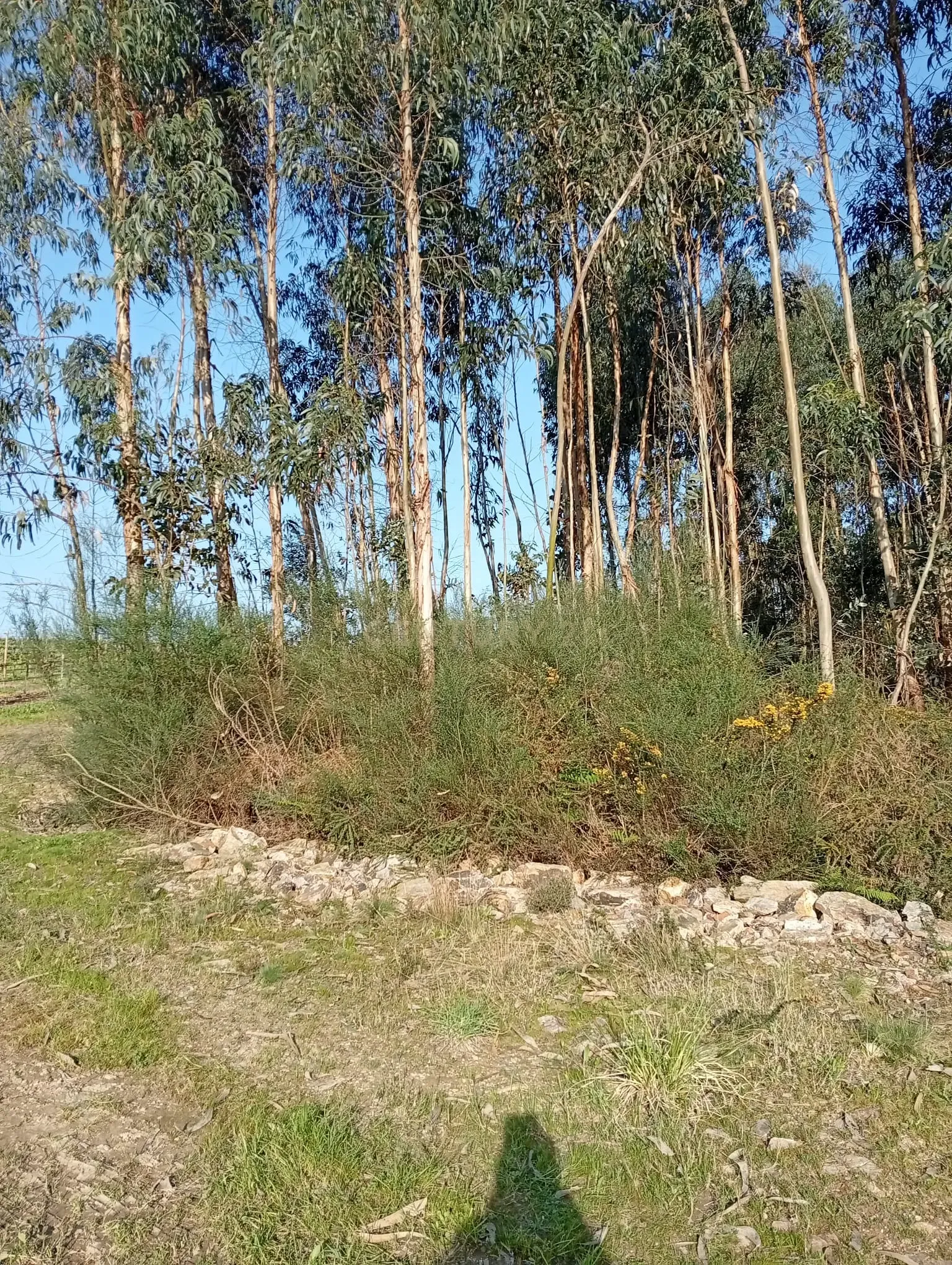 Fotografia 4 de Terreno Rústico em Valongo com Vista Campestre